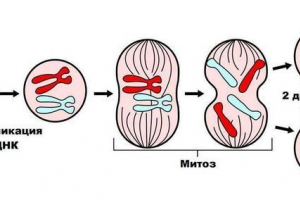 Каріоріан та цитокіни - різниця процесів Каріоріан та цитокіни - різниця процесів
